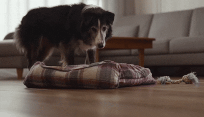 Why Your Senior Dog Paces at Night (And What It Really Means)