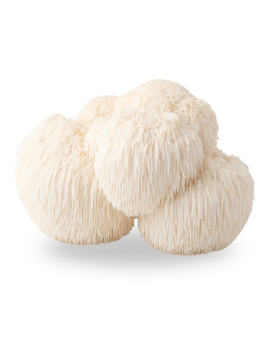 Repair Brain Cells & Memory