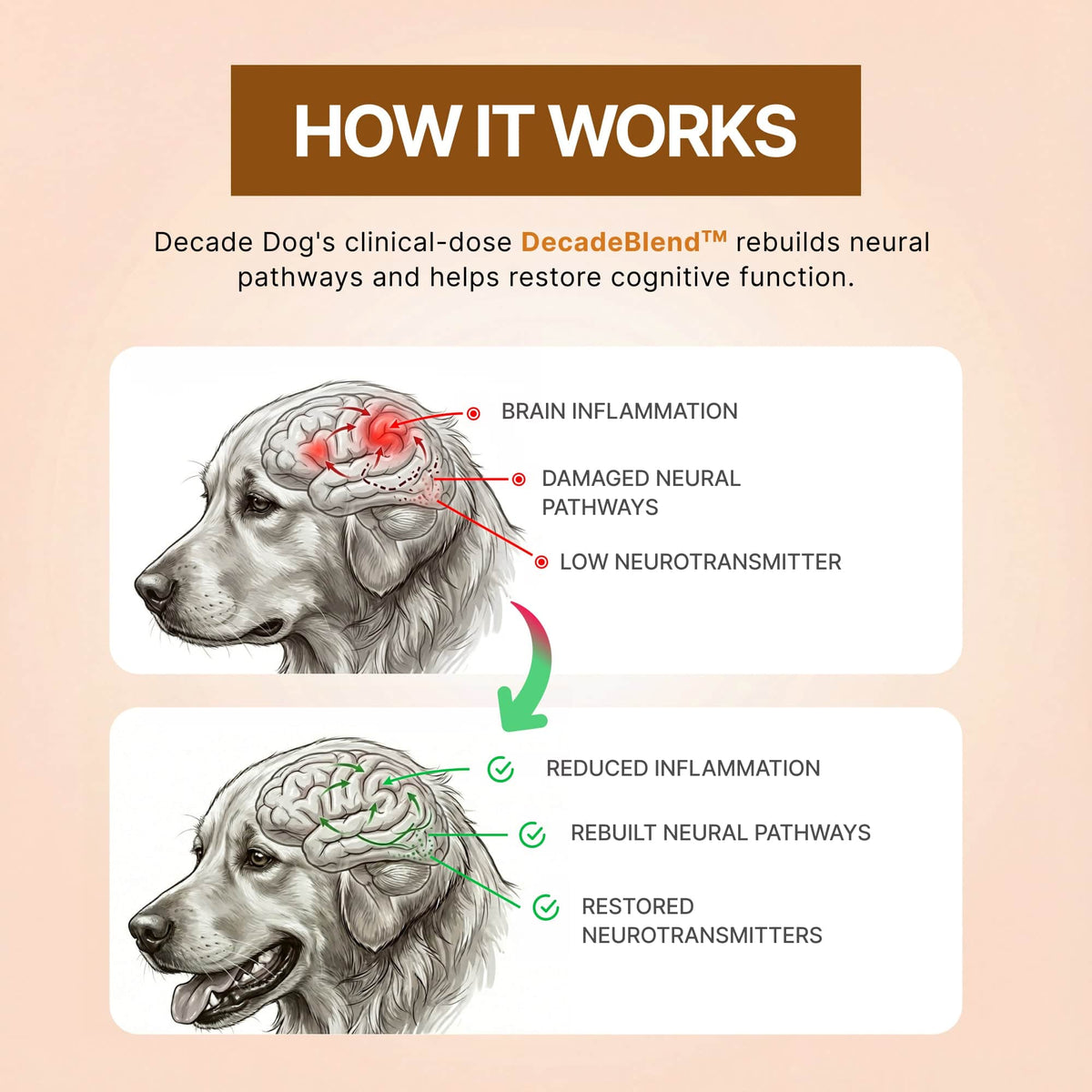 Decade Dog™ Daily Brain Health - Decade Dog