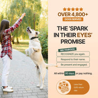 Decade Dog™ Daily Brain Health - Decade Dog